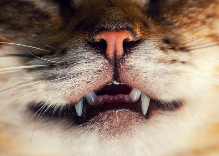 Stomatitida u koček:Co potřebuje vědět každý majitel koček