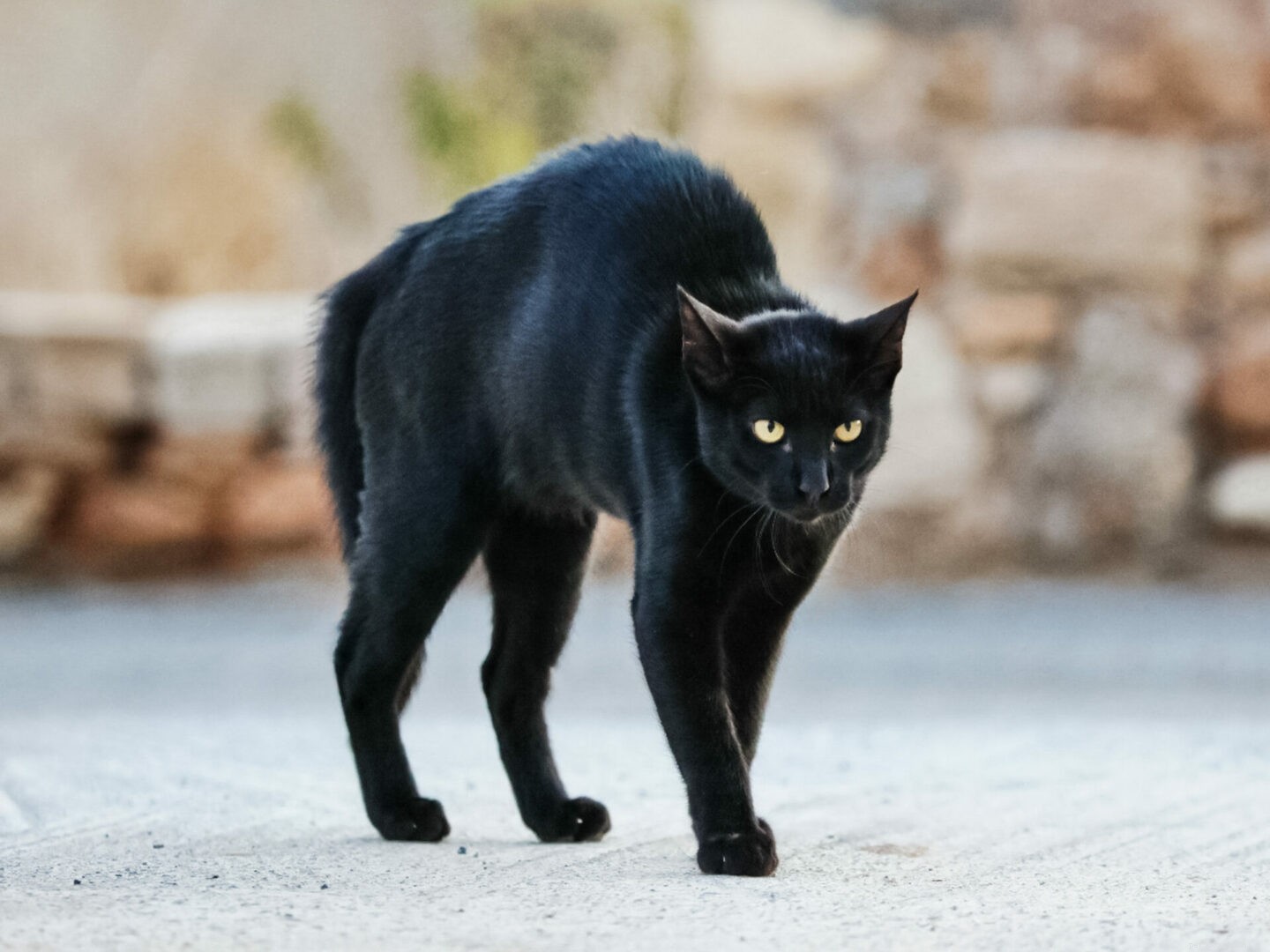 I gatti possono percepire gli spiriti maligni?