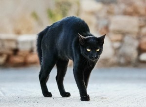 Dokážou kočky vycítit zlé duchy?