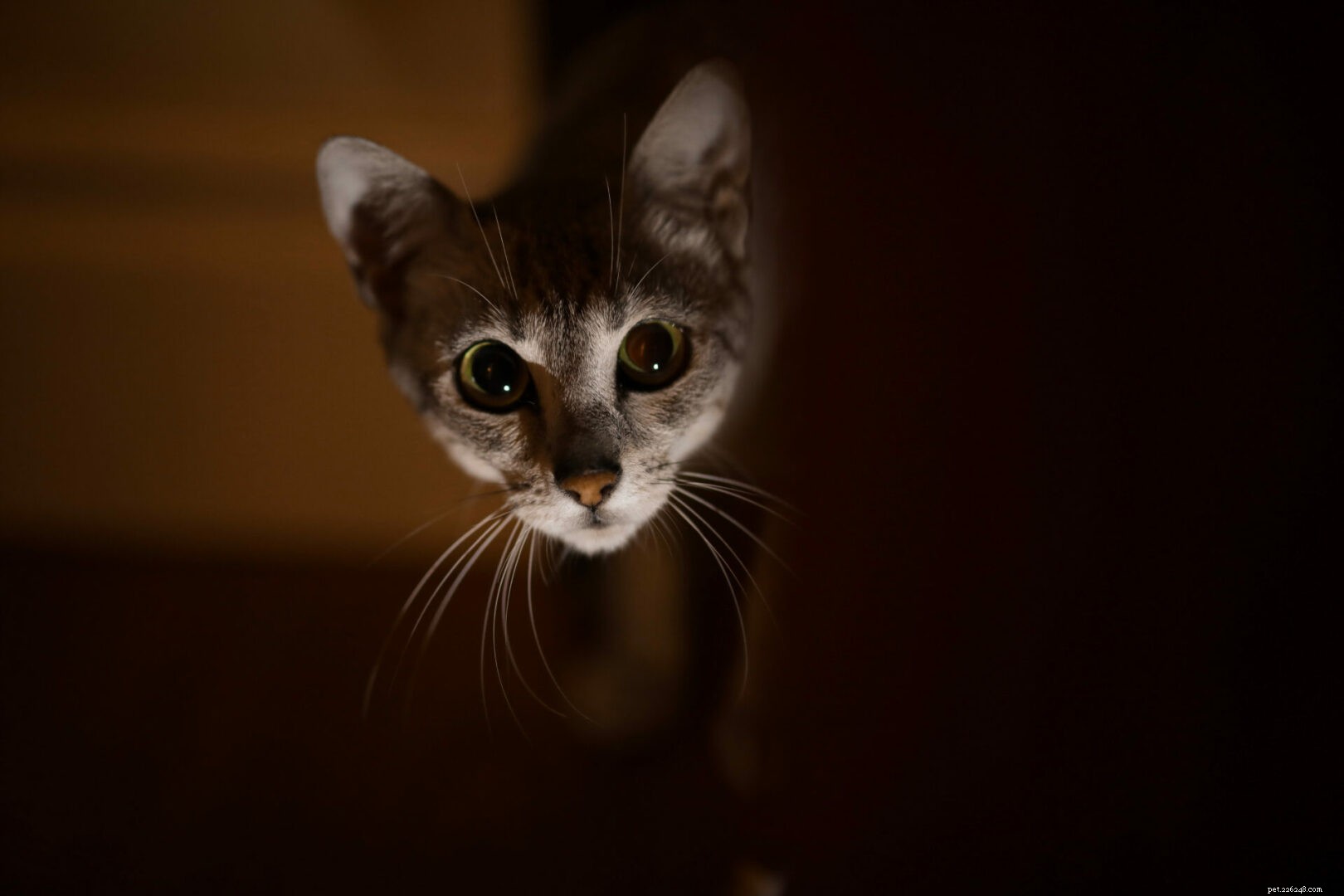 Os gatos podem sentir espíritos malignos?
