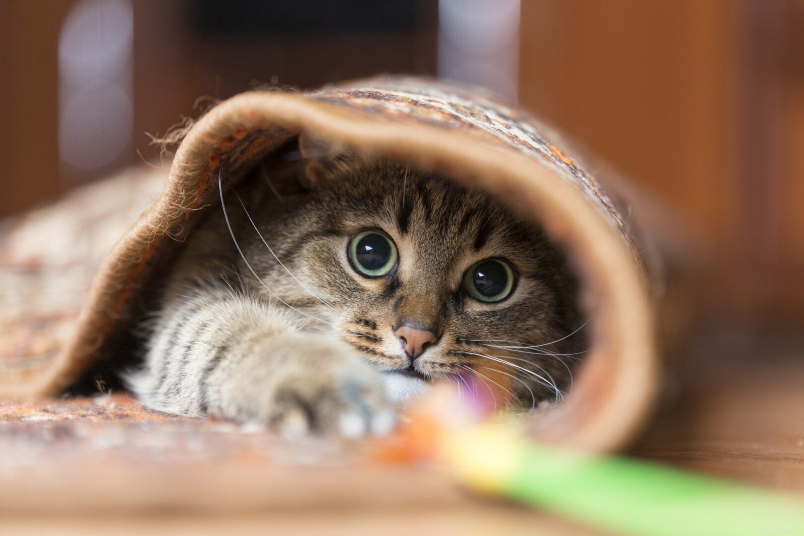 Proč kočky nenávidí hliníkovou fólii?
