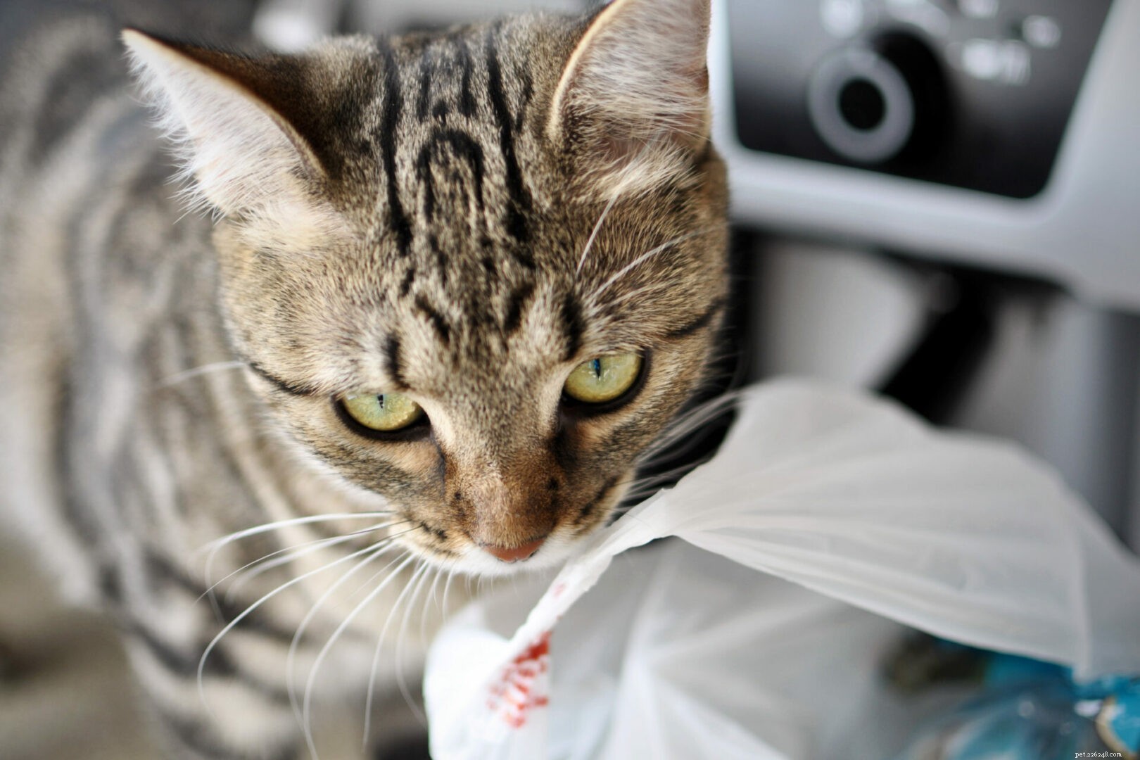Por que os gatos odeiam papel alumínio?