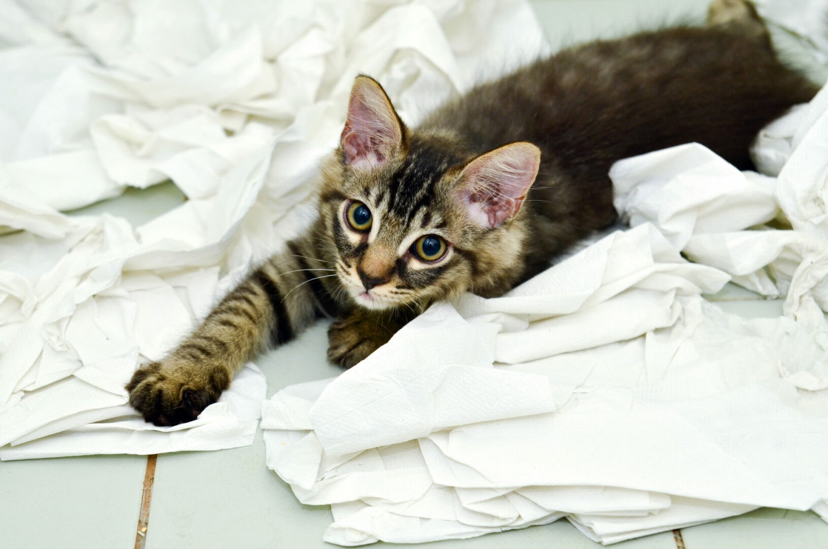 Perché ai gatti piace pasticciare con la carta igienica?