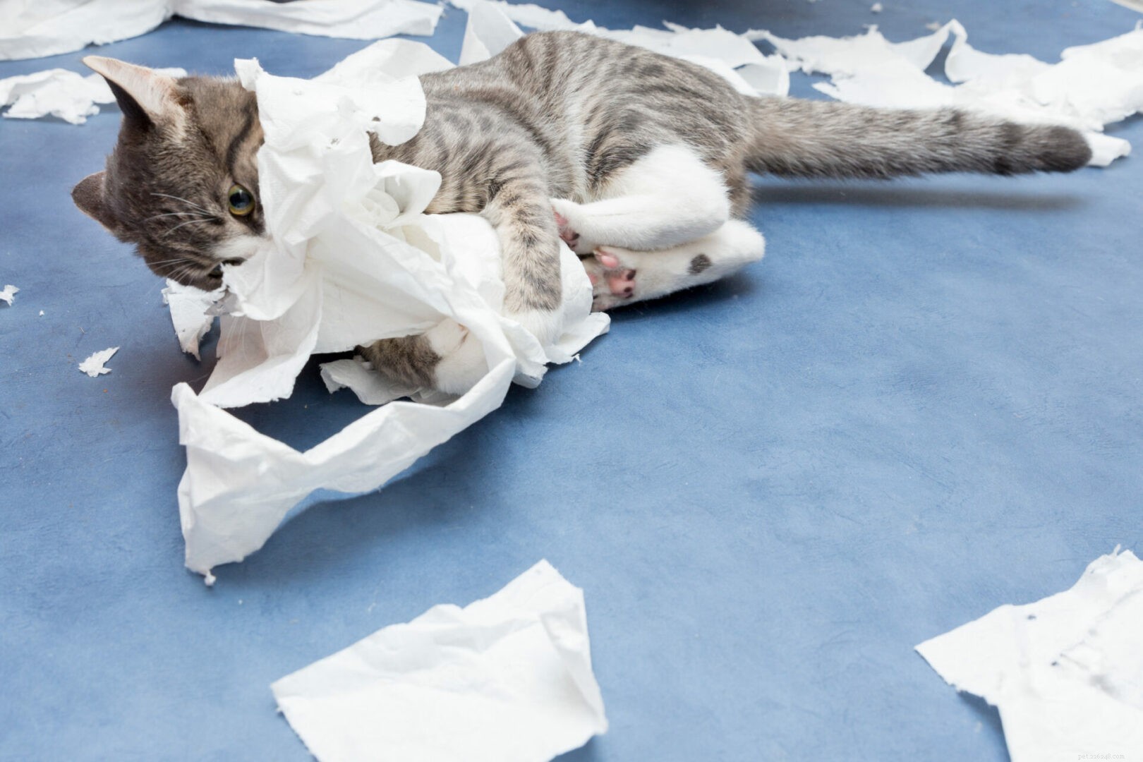 Waarom knoeien katten graag met toiletpapier?