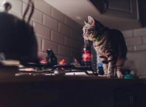 なぜ私の猫は夜に家の中を走り回るのですか？ 