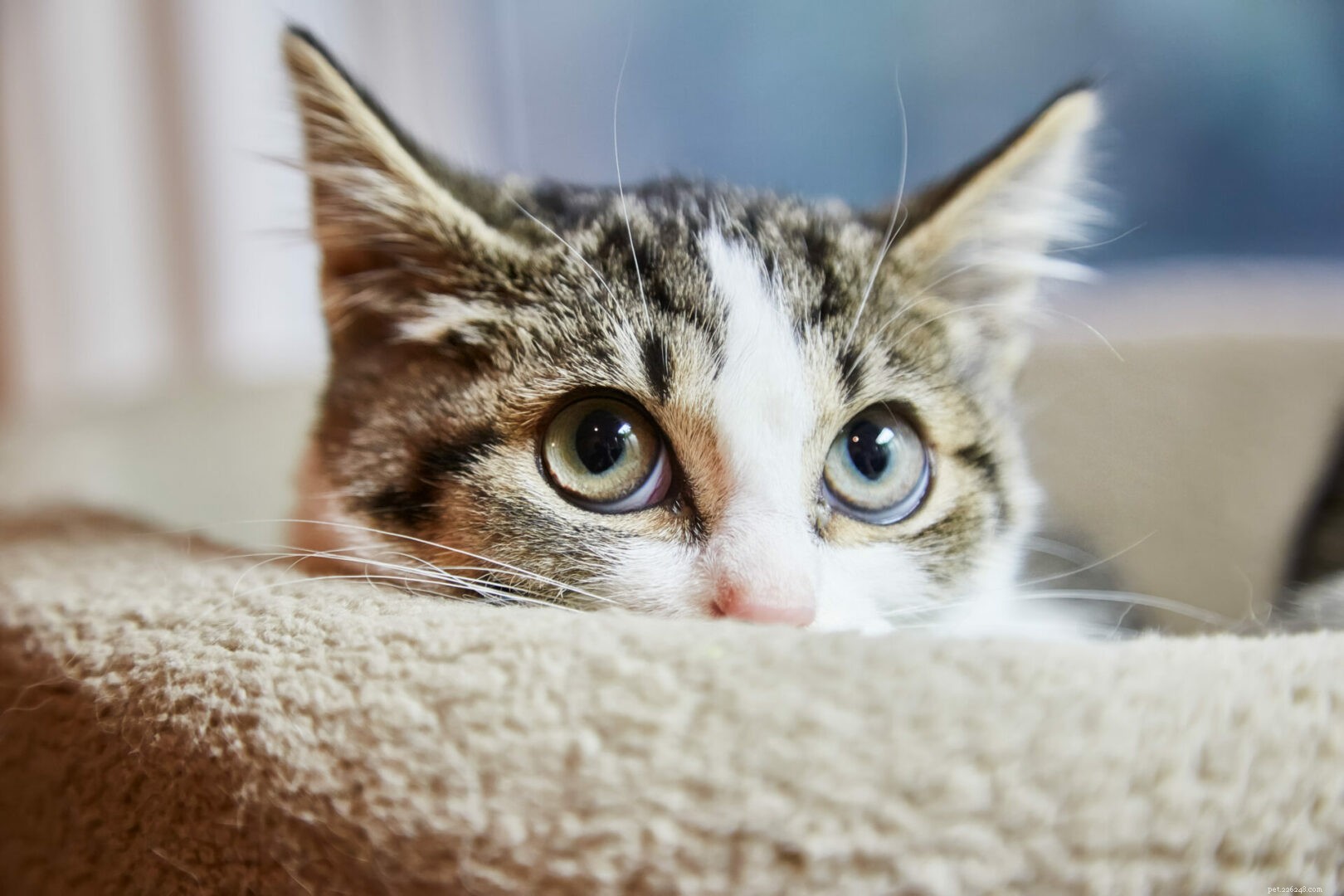 Pourquoi les chats sont-ils si sournois ?