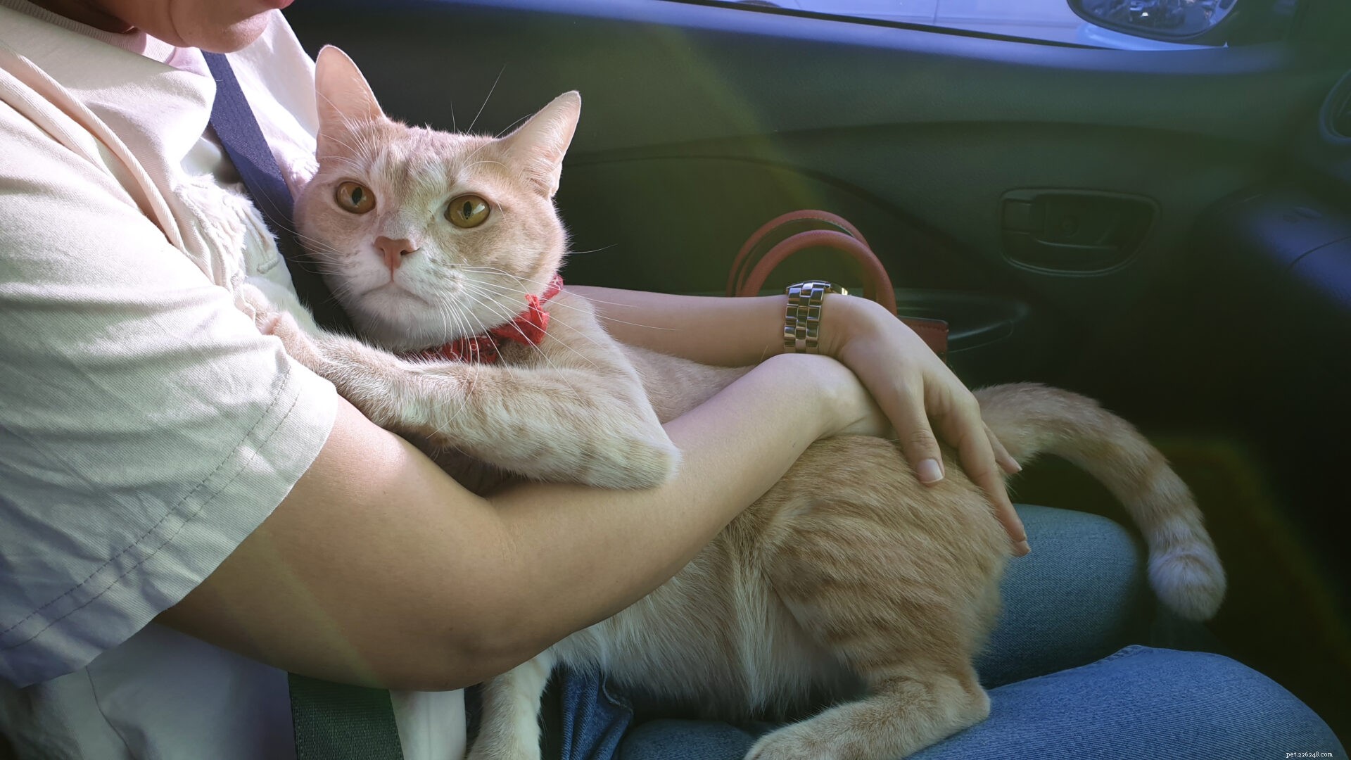 Perché i gatti odiano i giri in macchina?