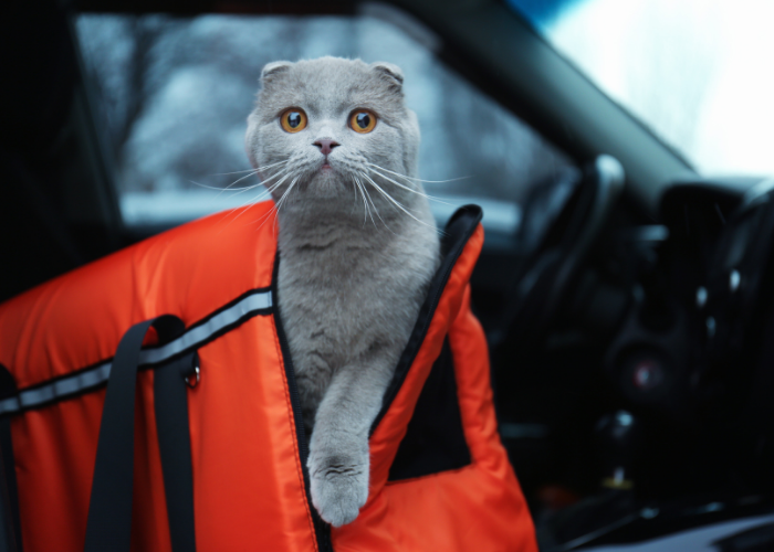 Proč kočky nenávidí jízdy autem?