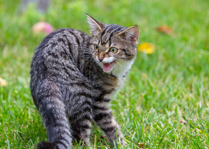 Pourquoi les chats sifflent-ils ?