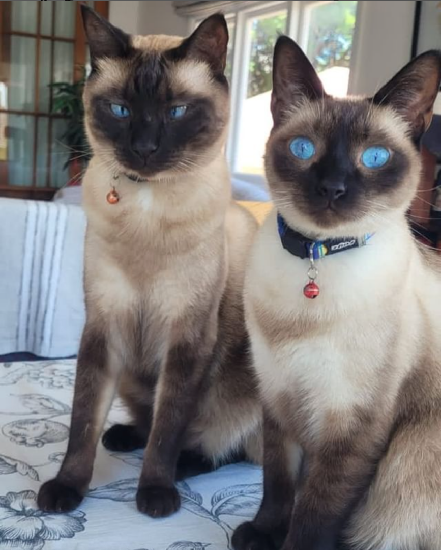 Seznamte se s Blue And Ozzy:Zachráněným párem siamských koťat seal Point