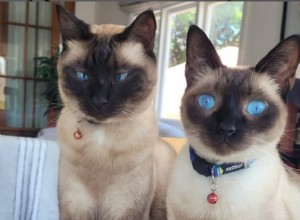 Maak kennis met Blue And Ozzy:een gered paar Siamese kittens van Seal Point