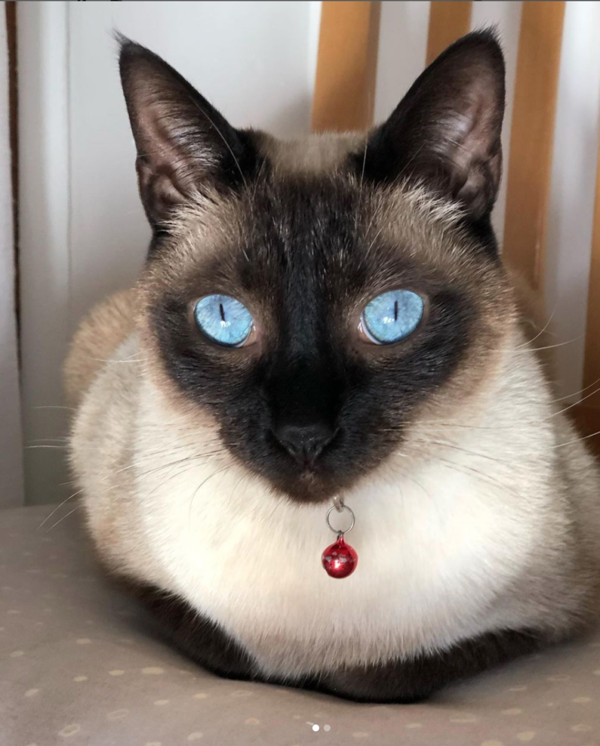 Blue and Ozzy 만나기:구조된 씰 포인트 샴 고양이 한 쌍