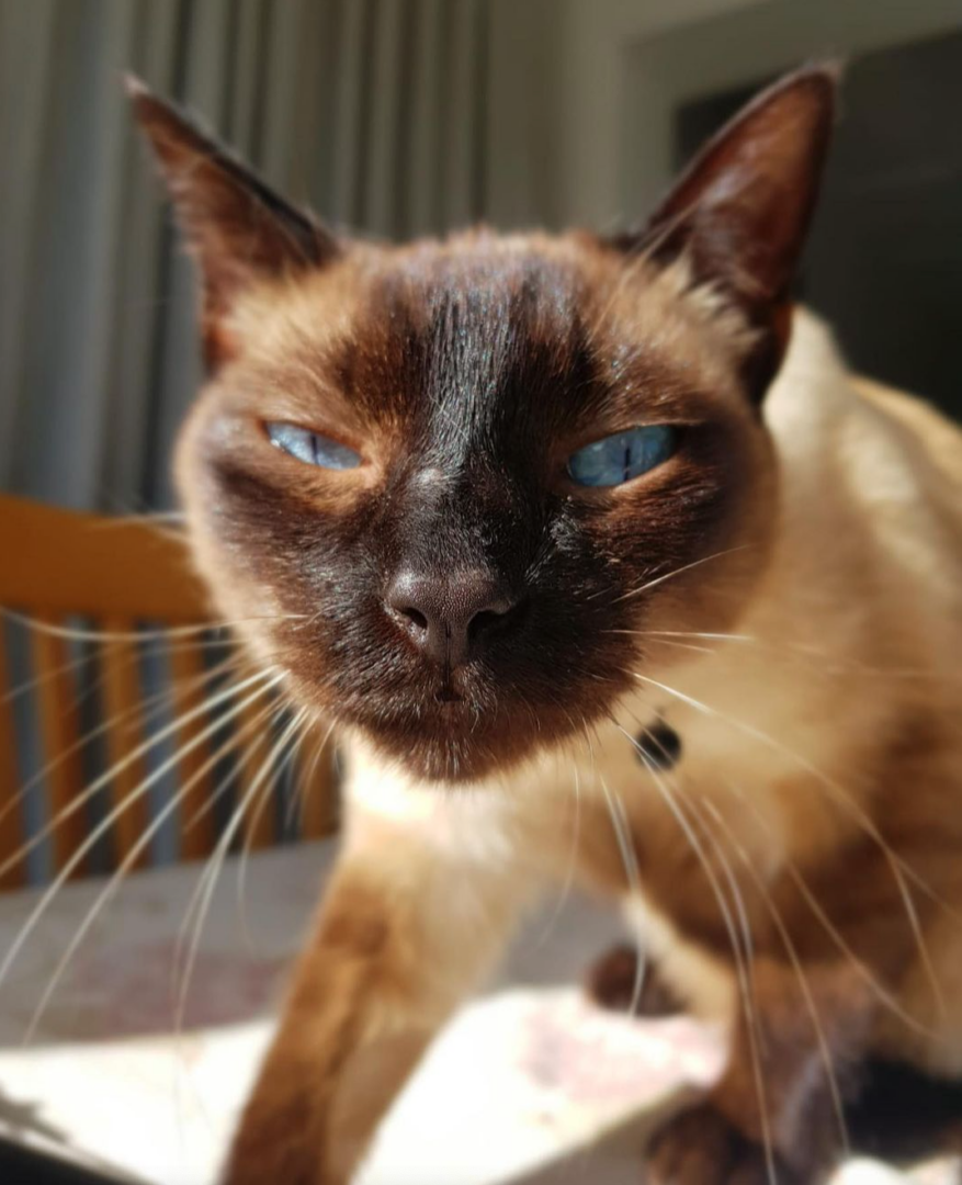 Blue and Ozzy 만나기:구조된 씰 포인트 샴 고양이 한 쌍