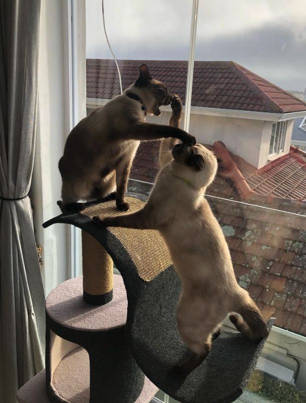 Meet Blue And Ozzy:A Rescued Pair Of Seal Point Siamese Kitties