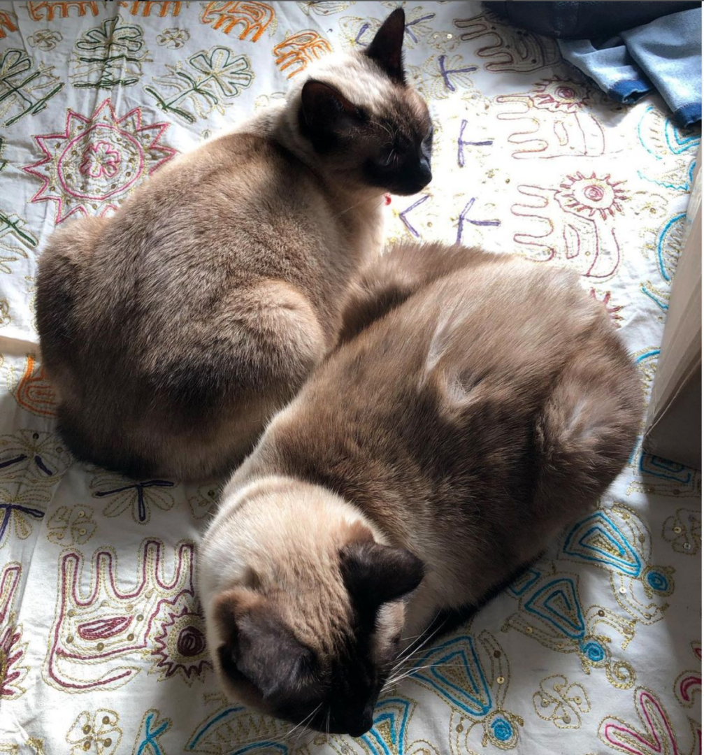Meet Blue And Ozzy:A Rescued Pair Of Seal Point Siamese Kitties