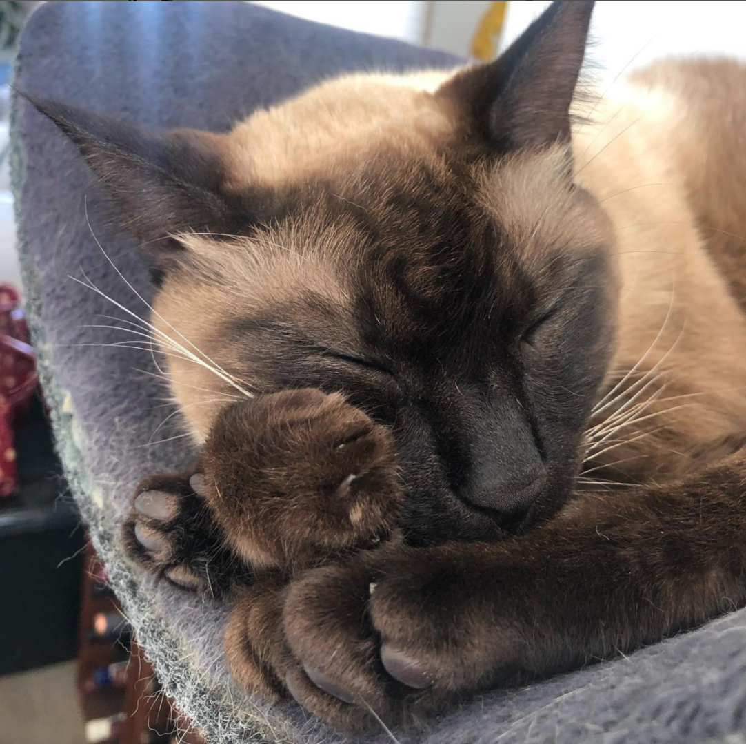 Conheça Blue e Ozzy:um par de gatinhos siameses de Seal Point resgatados