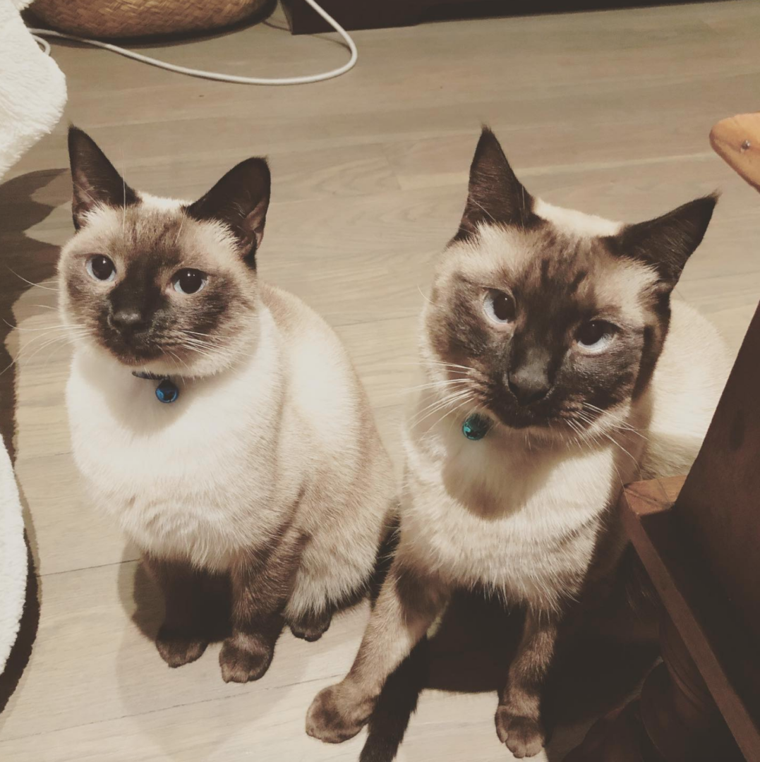 Incontra Blue e Ozzy:una coppia salvata di gattini siamesi Seal Point