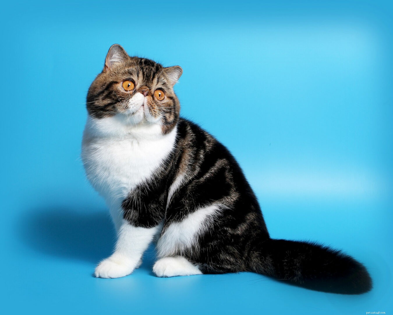 Feline 411:All About The Exotic Shorthair