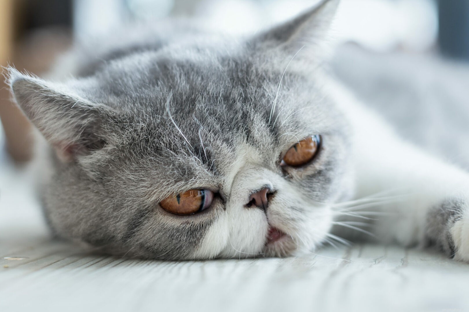 Feline 411:All About The Exotic Shorthair