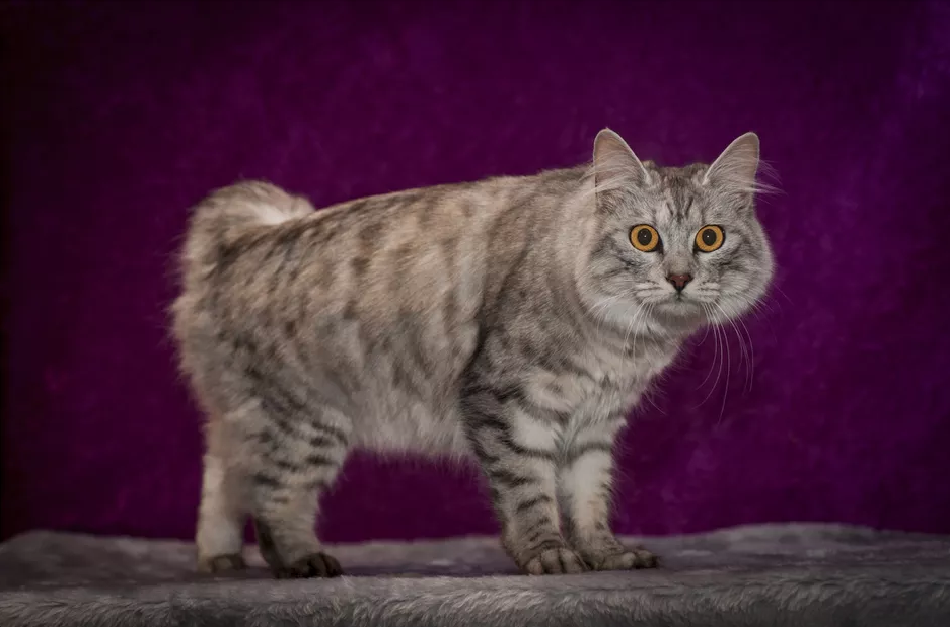 Kočka 411:Vše o plemeni Cymric Cat