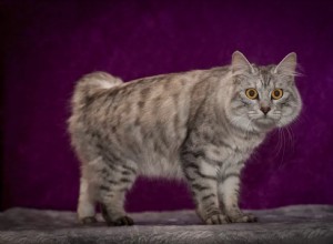 Feline 411:alles over het Cymric kattenras