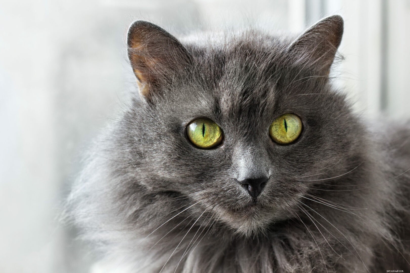 Feline 411:All About The Nebelung