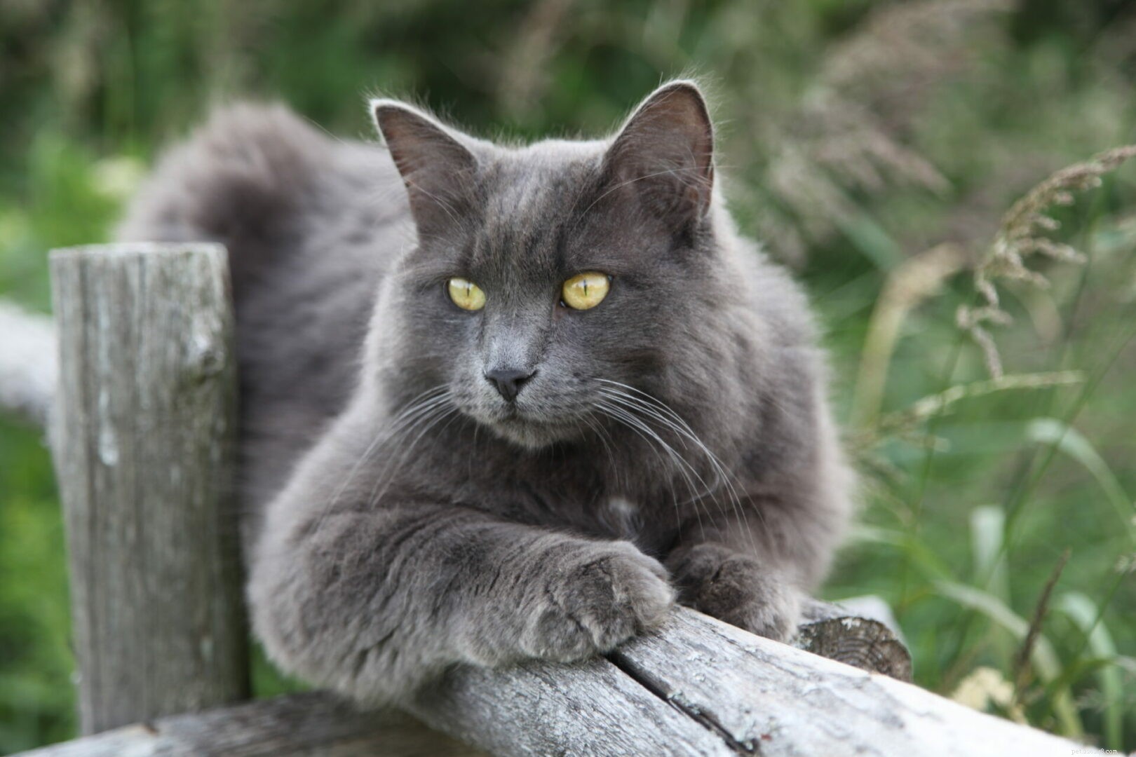 Feline 411:All About The Nebelung