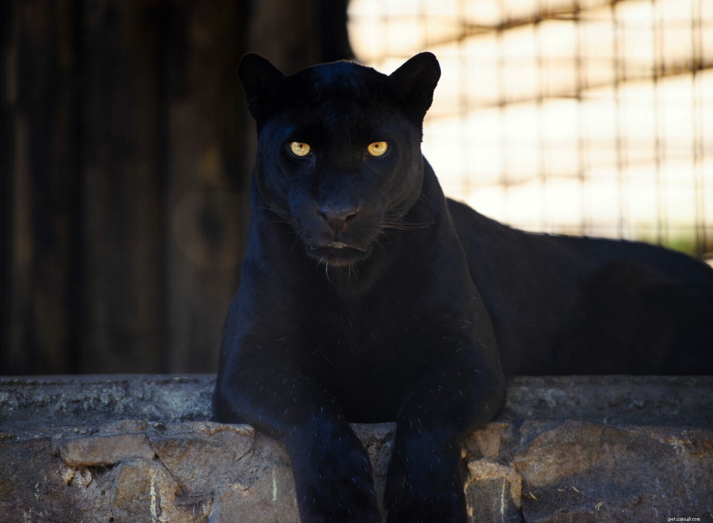 Большая кошка 411:Все о Черной пантере