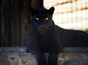 Big Cat 411：All About the Black Panther