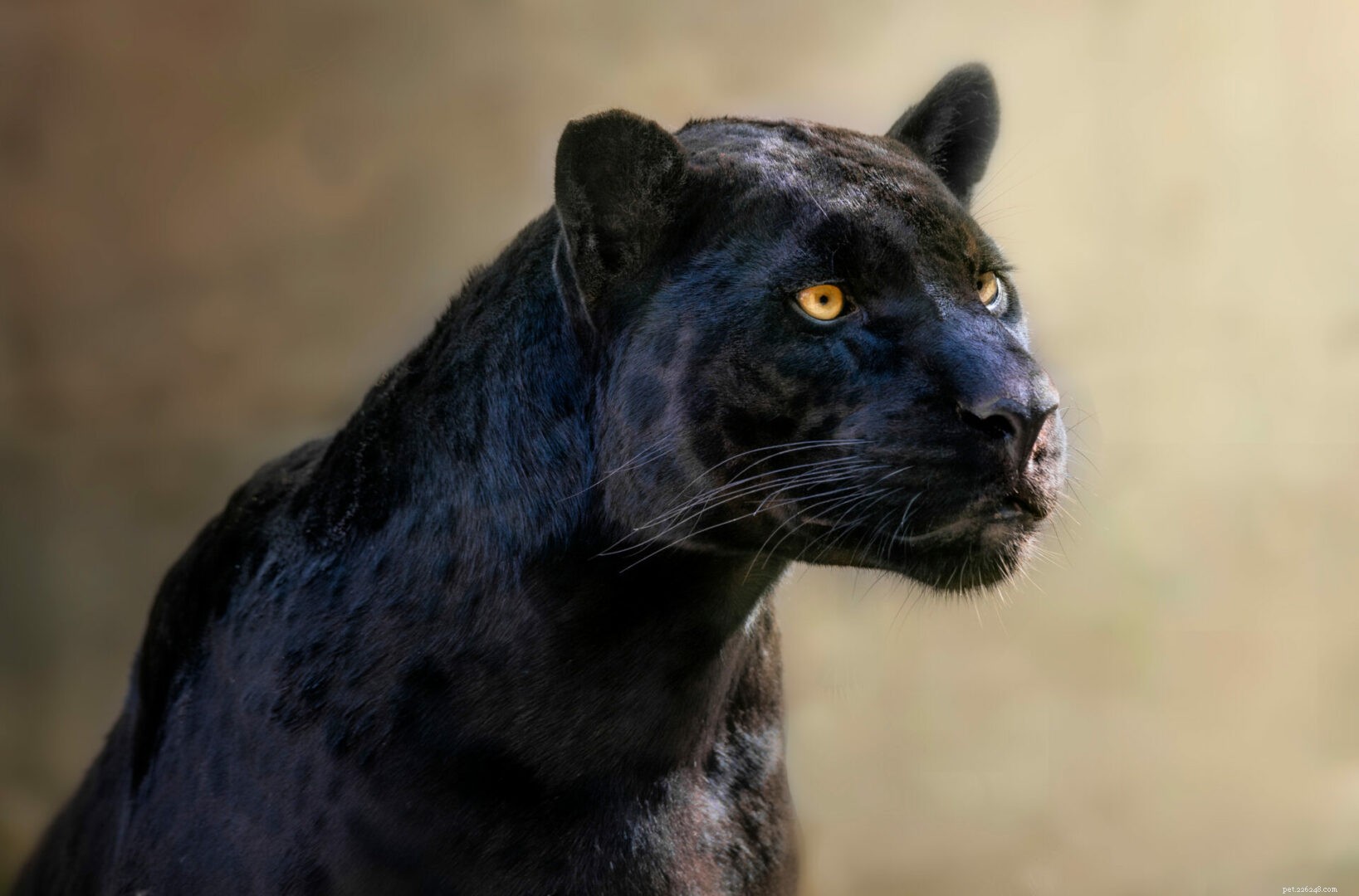 Big Cat 411 :Tout sur la panthère noire
