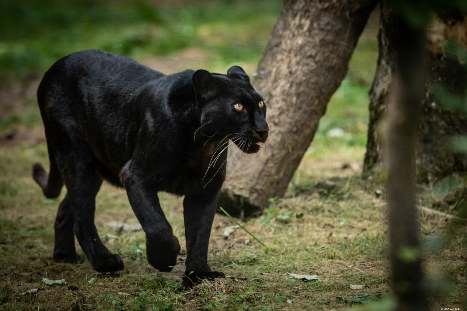 Big Cat 411：All About the Black Panther