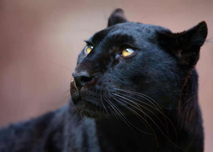 Большая кошка 411:Все о Черной пантере