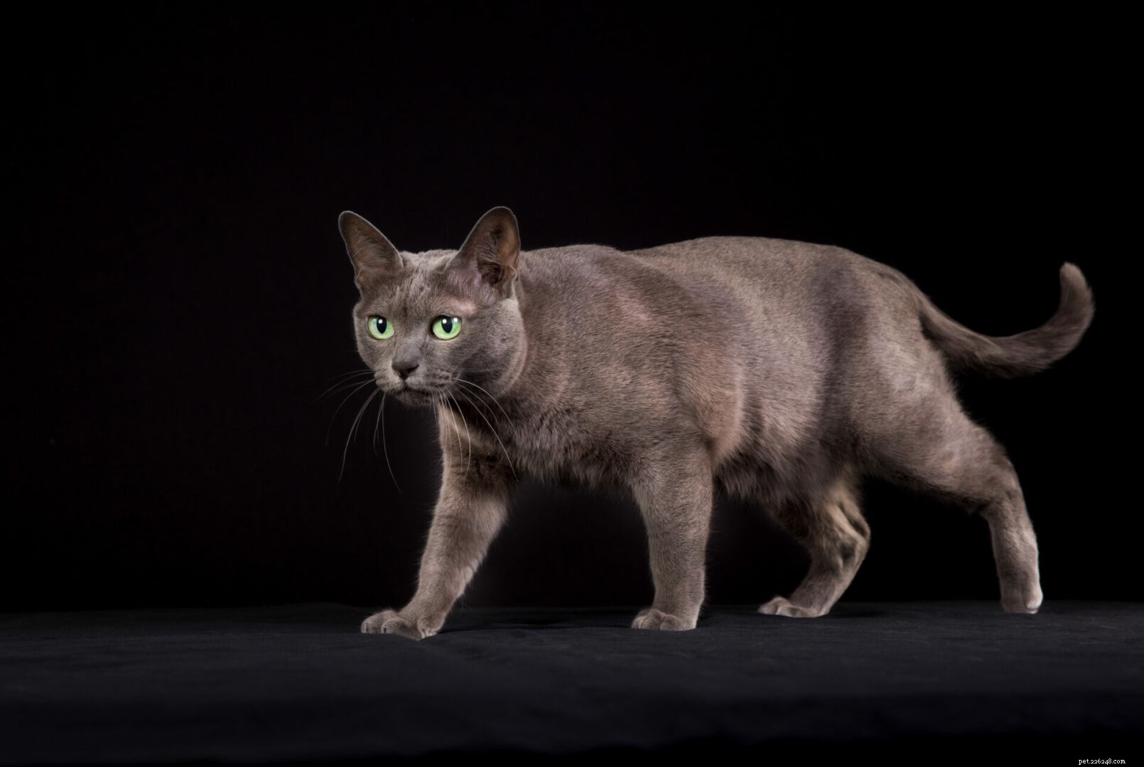 猫411：コラット猫の品種のすべて 