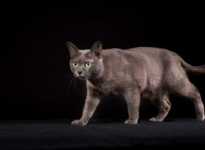 Feline 411:tudo sobre a raça Korat Cat