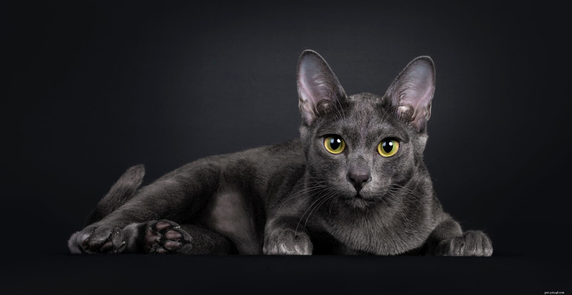 Feline 411:все о породе кошек корат