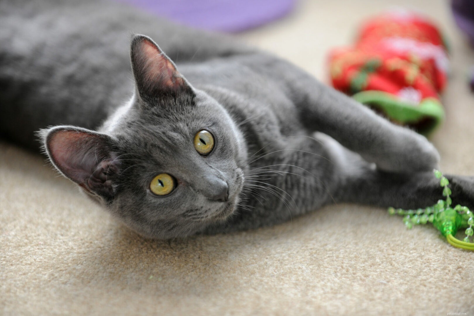 Feline 411:All About The Korat Cat Breed