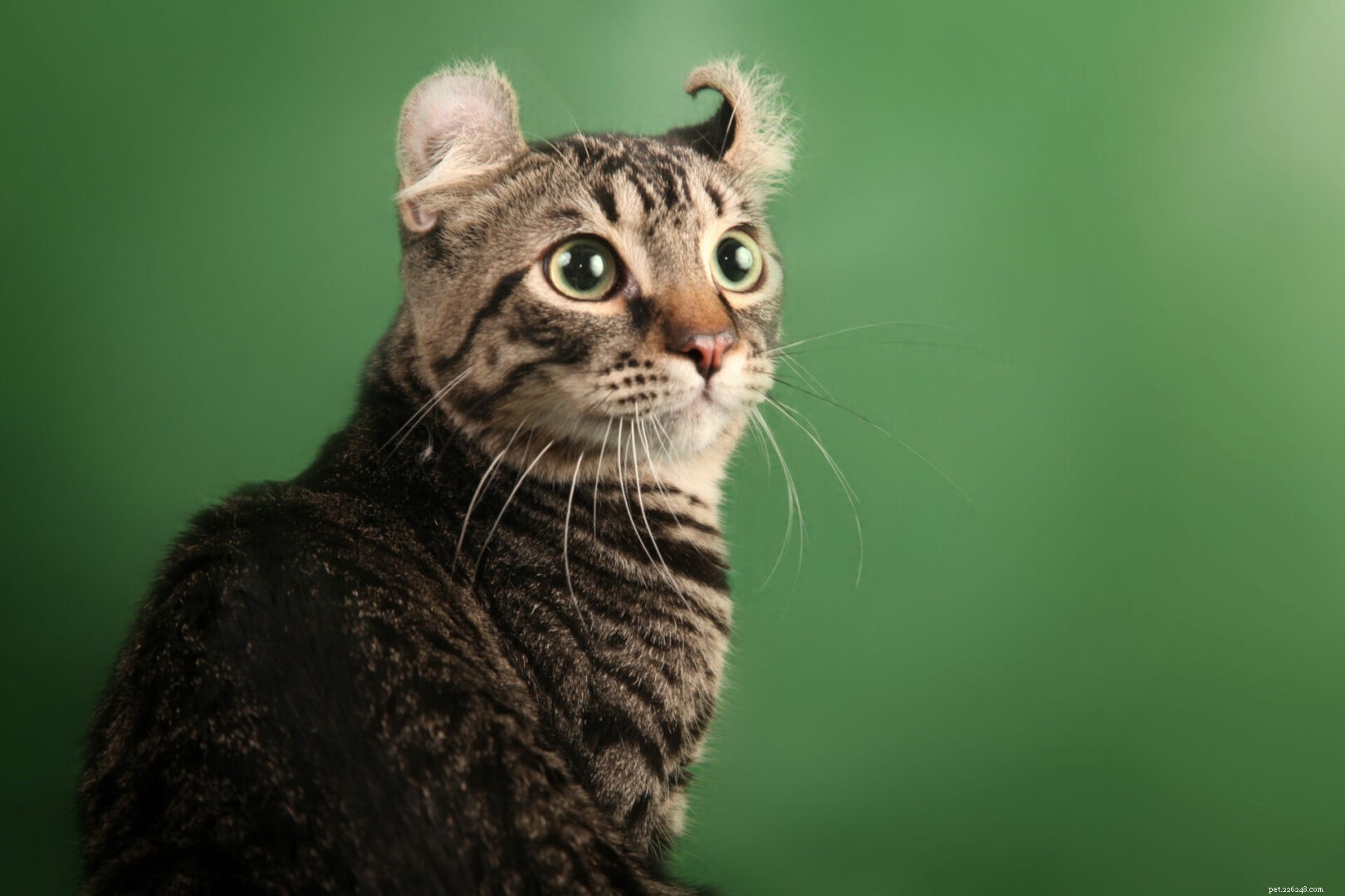 Feline 411 :tout sur l American Curl