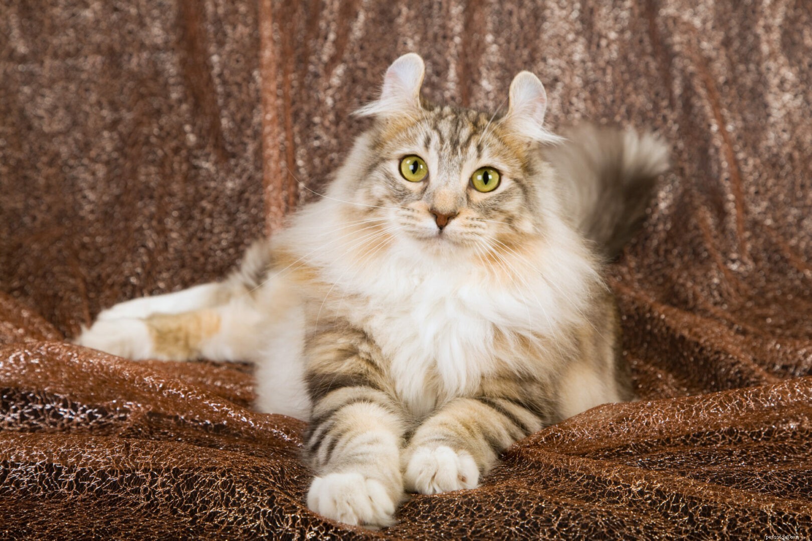 Feline 411:All About The American Curl