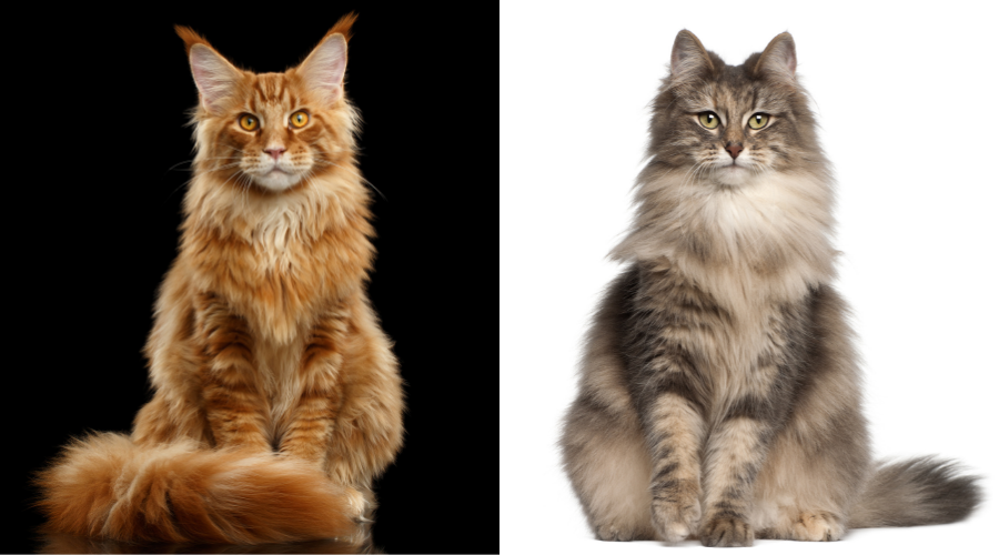 Skillnader mellan Maine Coon-katter och norska skogkatter