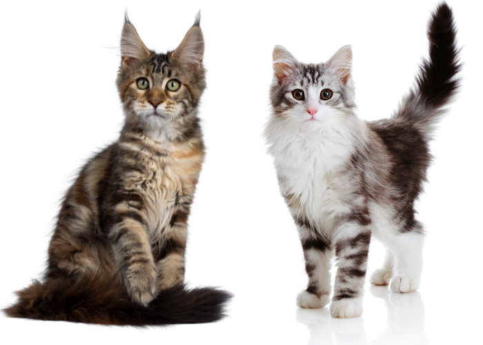 Rozdíly mezi mainskými mývalími kočkami a norskými lesními kočkami