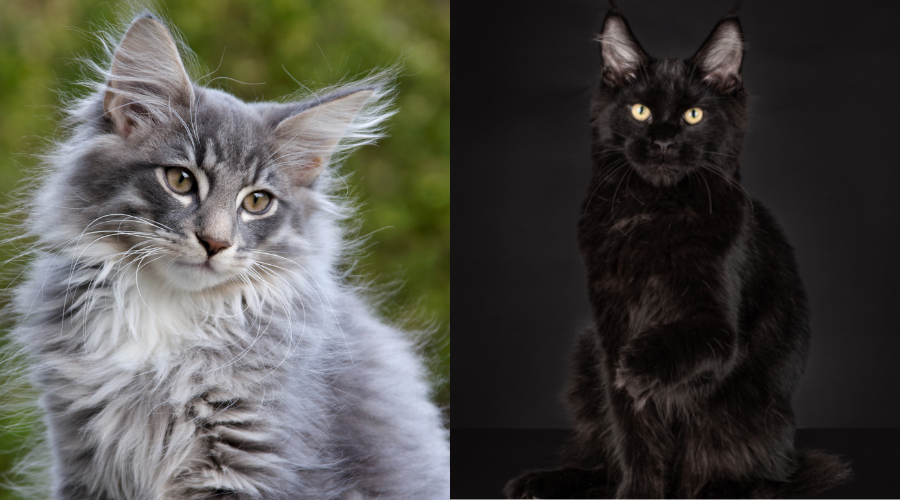 메인 쿤 고양이와 노르웨이 숲 고양이의 차이점