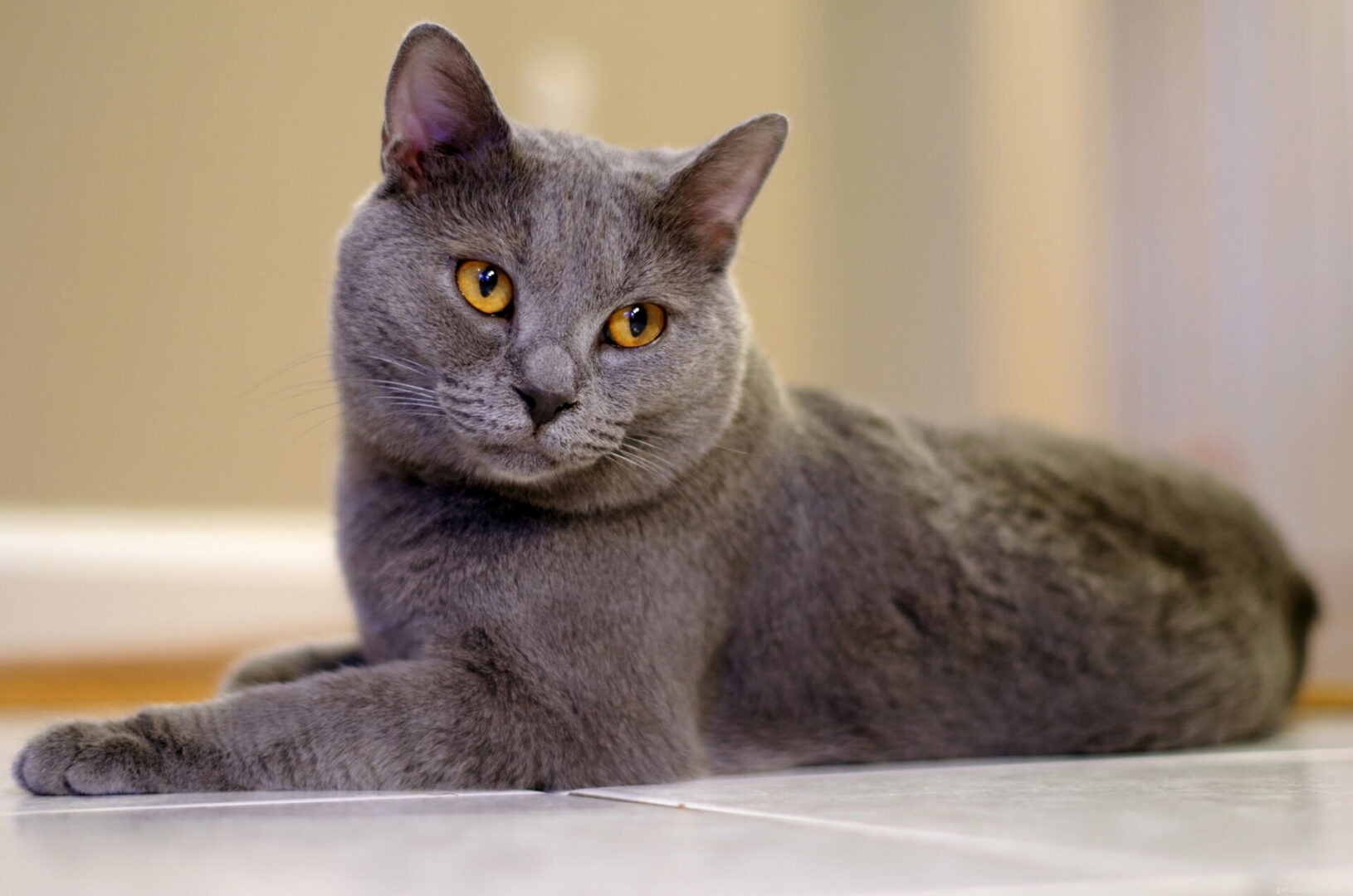 Felino 411:tudo sobre a raça de gatos Chartreux 