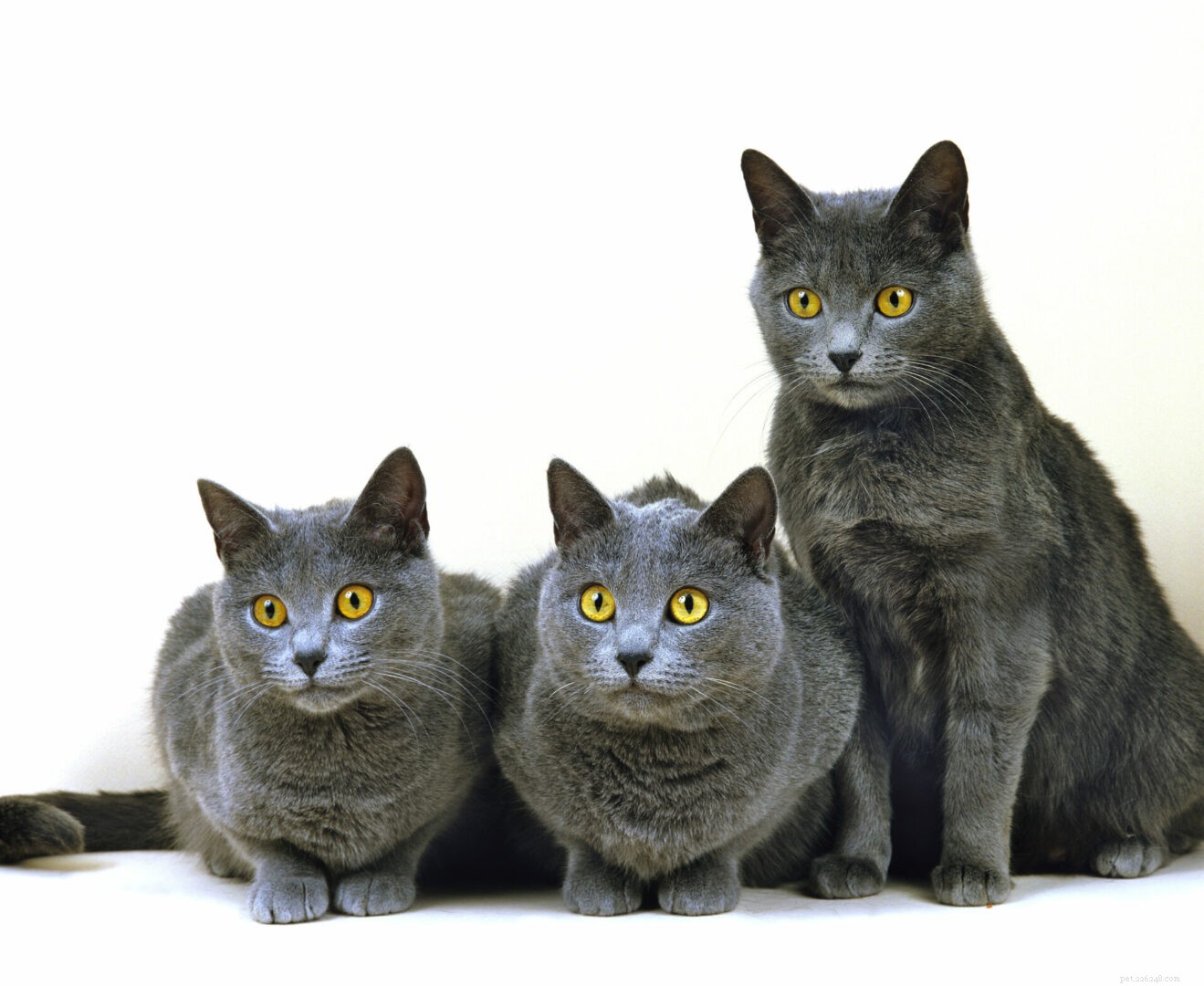 Feline 411:все о породе кошек шартрез