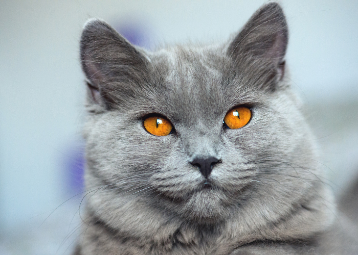 Felino 411:tudo sobre a raça de gatos Chartreux 
