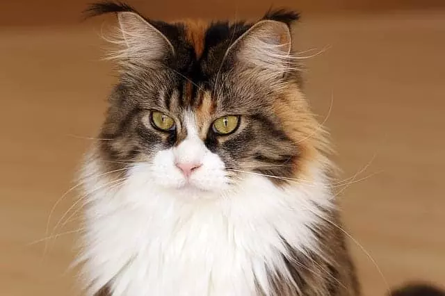 가장 수다스러운 고양이 품종 9종