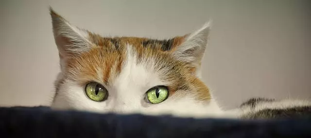 Kattägare 101:Reasons Why Cats Avoid The Litter Box