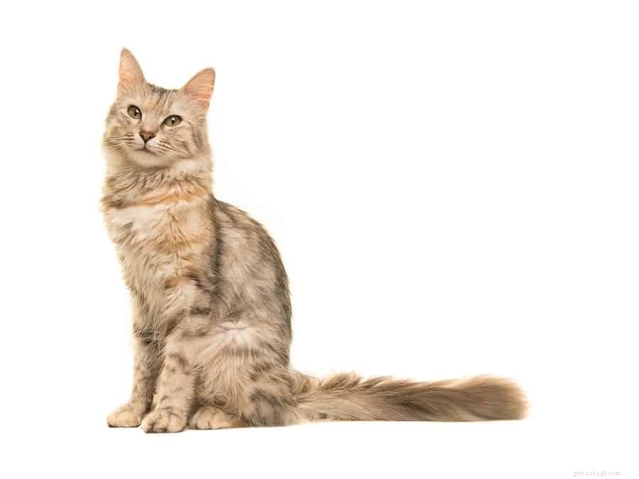 가장 수다스러운 고양이 품종 9종