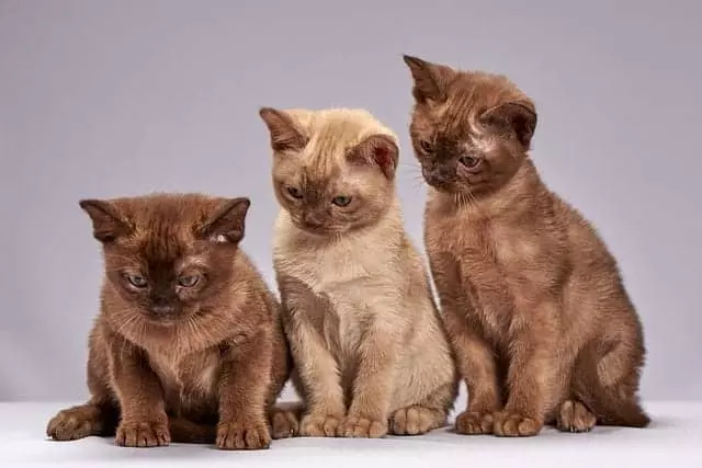 Девять самых разговорчивых пород кошек
