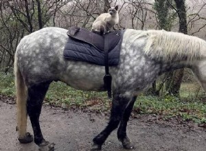 猫と馬が完璧な友達になる5つの理由 