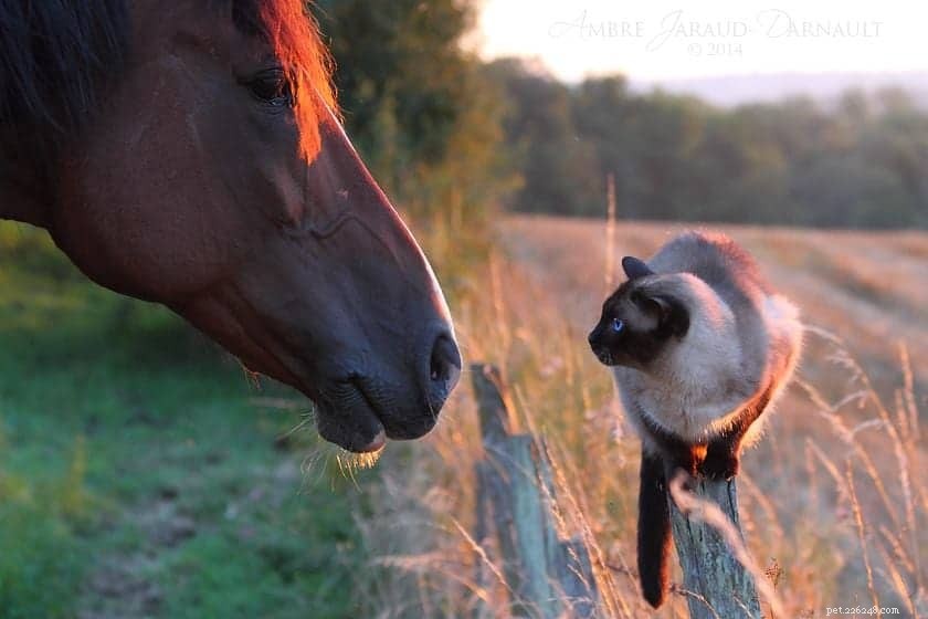 5 anledningar till varför katter och hästar blir vänner